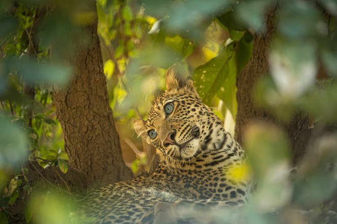 Egy leopárd portréja - Filmfotók