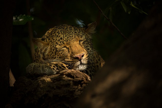 Egy leopárd portréja - Filmfotók