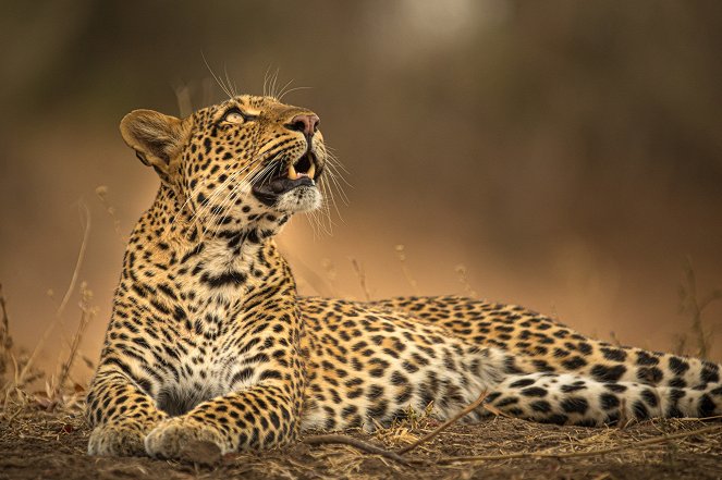 Universum: Olimba - Königin der Leoparden - Do filme
