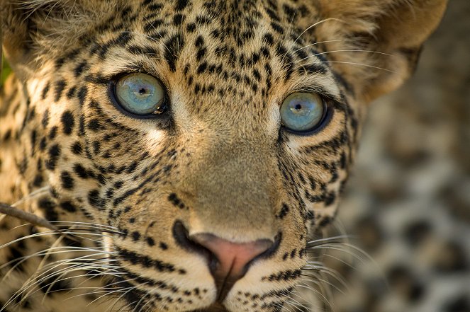 Universum: Olimba - Königin der Leoparden - Film