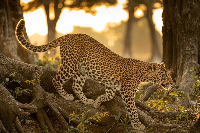 A Leopard's Legacy - Photos