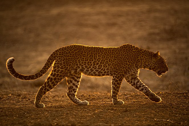 Olimba, Königin der Leoparden - Filmfotos