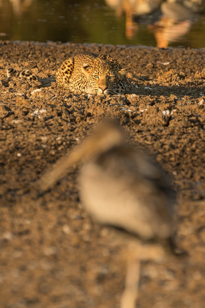 Olimba, Königin der Leoparden - Filmfotos