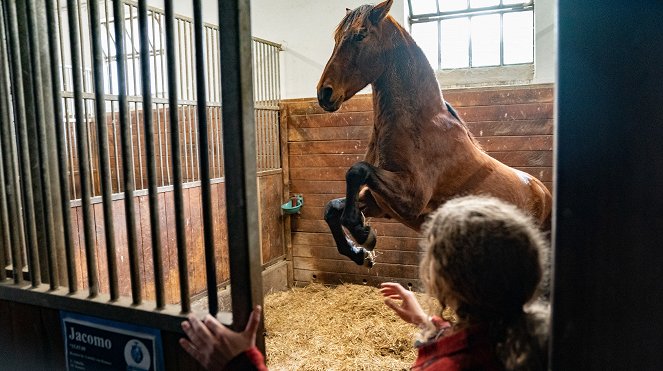 Reiterhof Wildenstein - Der Junge und das Pferd - Photos