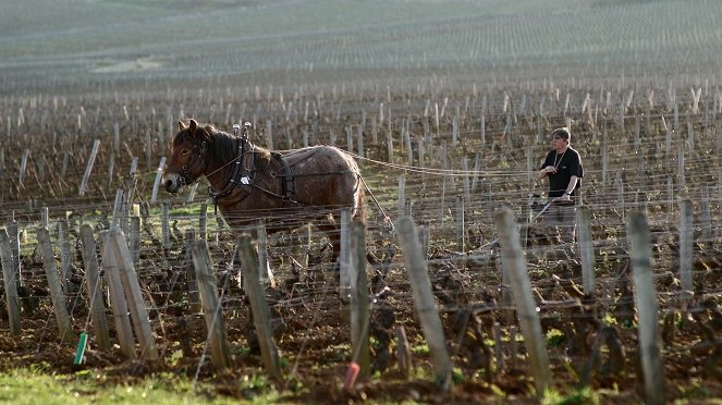 Milovníci vína - Série 1 - Burgundsko - Chardonnay - Photos