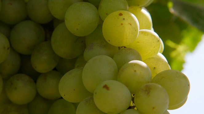 Milovníci vína - Burgundsko - Chardonnay - Photos