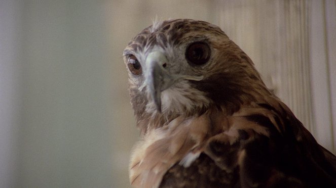 Killing Birds: Raptors - Van film