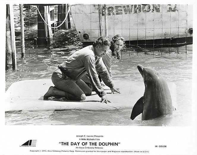 A delfin napja - Vitrinfotók