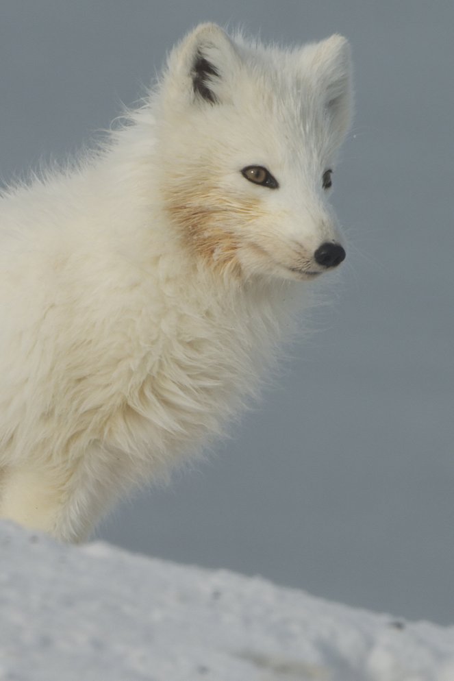 Alaska: A Year in the Wild - Kuvat elokuvasta