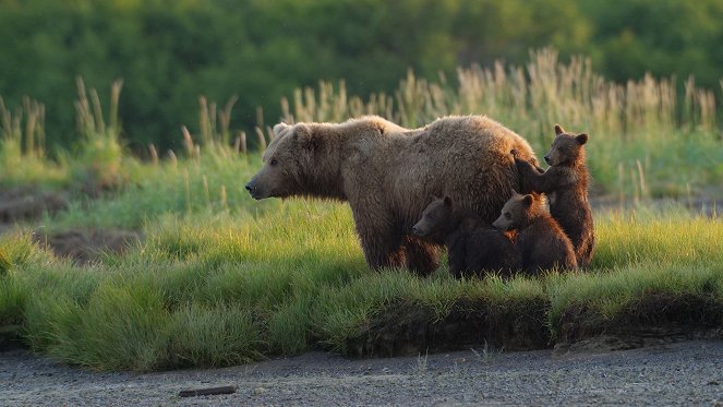 Alaska: A Year in the Wild - Do filme