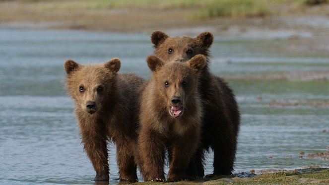 Alaska: A Year in the Wild - Z filmu