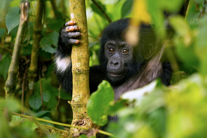 Animal Babies: First Year on Earth - Photos