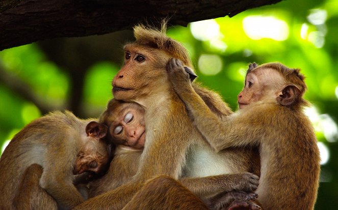 Fabelhafte Tierbabys - Filmfotos