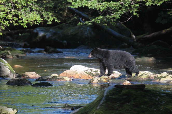 Im Regenwald der Geisterbären - Filmfotos