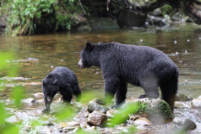 Im Regenwald der Geisterbären - Filmfotók