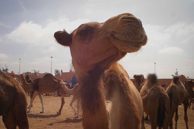 Po jedné stopě - Západní Saharou do Mauretánie - Z filmu