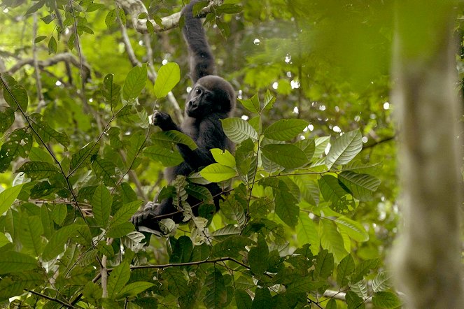 À la reconquête des forêts - Congo, un nouveau pacte avec la forêt - Kuvat elokuvasta