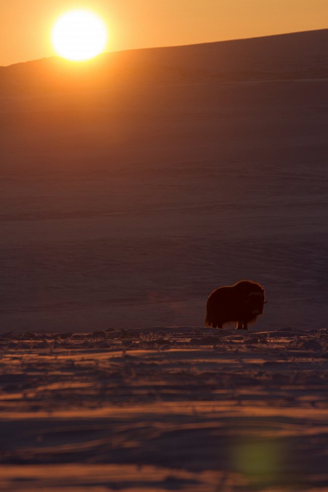 Hostile Planet - Grasslands - Z filmu