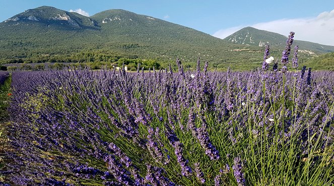 Die Provence mit allen Sinnen erleben Lavendel, Licht und Lebensart - Filmfotos