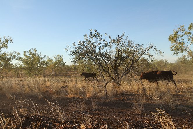 Outback Ringer - Photos