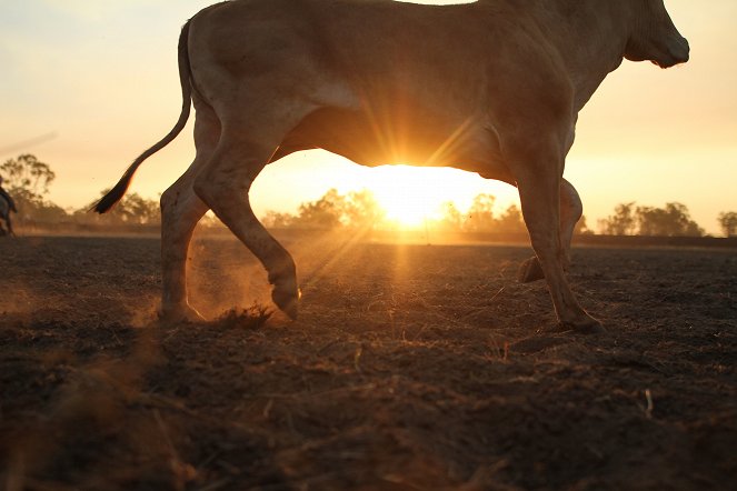 Australian häränmetsästäjät - Kuvat elokuvasta