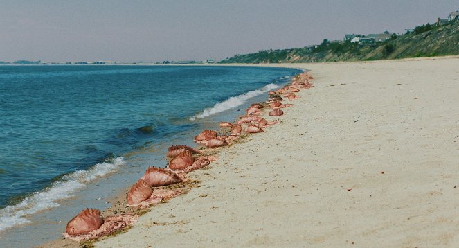The Beach House - De la película