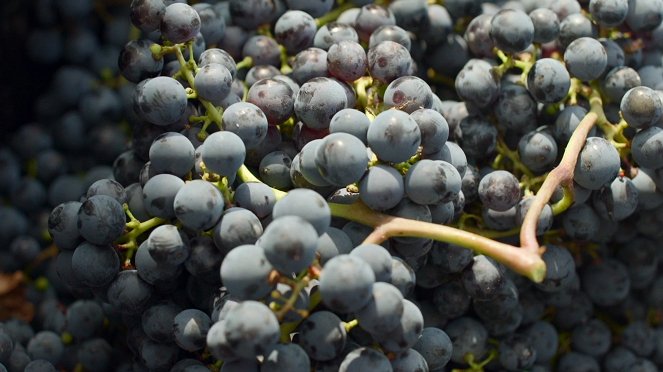 Milovníci vína - Série 1 - Bordeaux - Cuveé - Photos