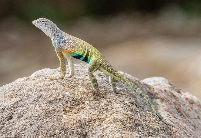 Big Bend: The Wild Frontier of Texas - Photos