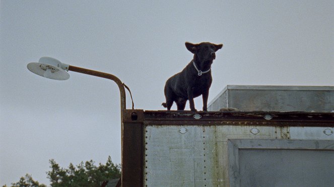 Labrador - Filmfotók