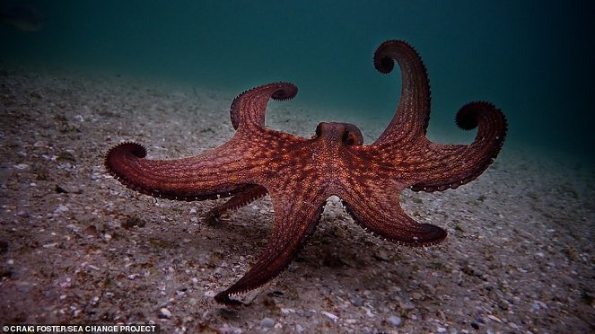 My Octopus Teacher - Photos