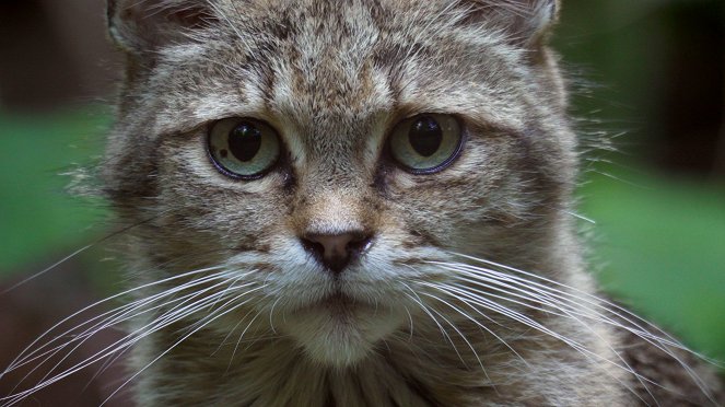 Wie die Katze die Welt eroberte - Filmfotos