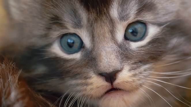Wie die Katze die Welt eroberte - Filmfotos