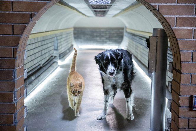 Cats & Dogs 3: Paws Unite - Photos