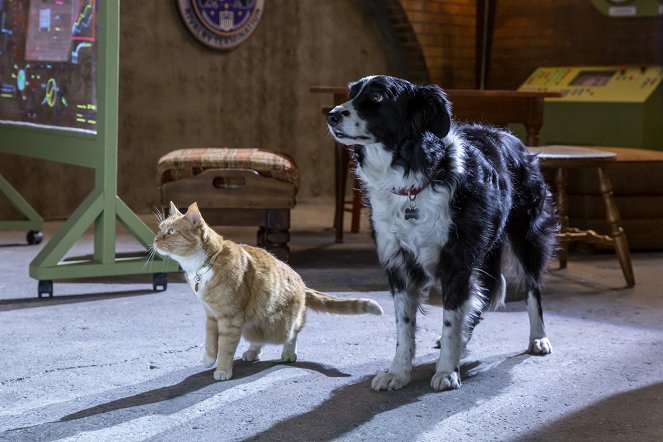 Como Perros y Gatos: La Patrulla Unida - De la película