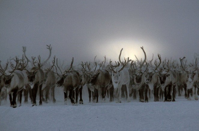Coup de chaud pour les rennes de Sibérie - Film