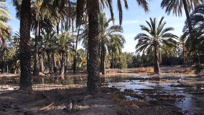 Wie das Land, so der Mensch - Season 3 - Spanien: Palmenhain von Elche - Filmfotos