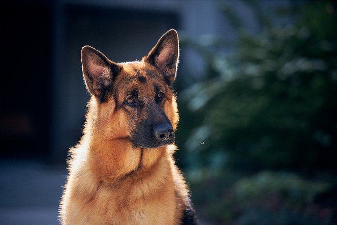 Hudson & Rex - Wandelnde Leiche - Filmfotos - Hund Diesel vom Burgimwald