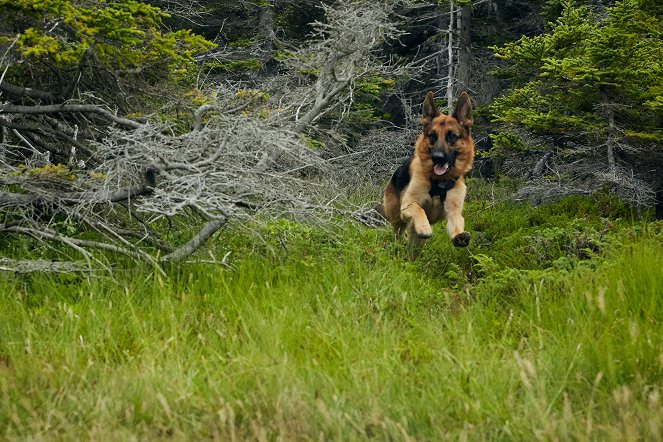 Rex Kanadában - Az erdő mélyén - Filmfotók - Diesel vom Burgimwald a kutya