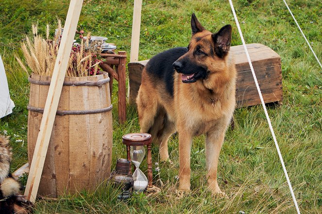 Hudson & Rex - Viikinkien mailla - Kuvat elokuvasta - Diesel vom Burgimwald-koira