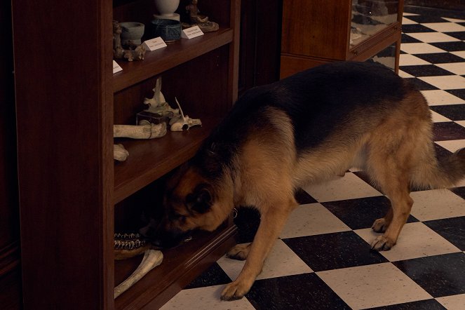 Hudson & Rex - Die Rune des Todes - Filmfotos - Hund Diesel vom Burgimwald