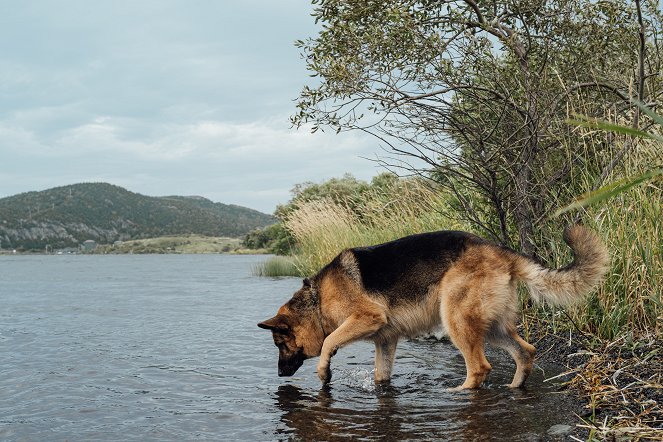 Hudson & Rex - Aus dem Ruder - Filmfotos - Hund Diesel vom Burgimwald