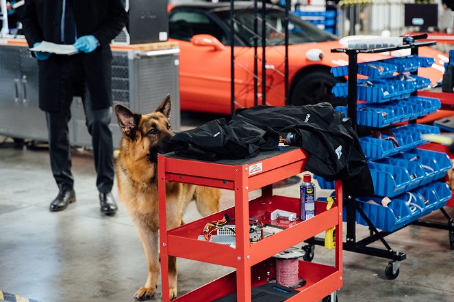 Hudson & Rex - Rex Machina - Filmfotos - Hund Diesel vom Burgimwald
