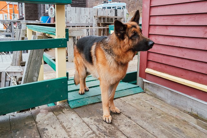 Rex Kanadában - Égő város - Filmfotók - Diesel vom Burgimwald a kutya