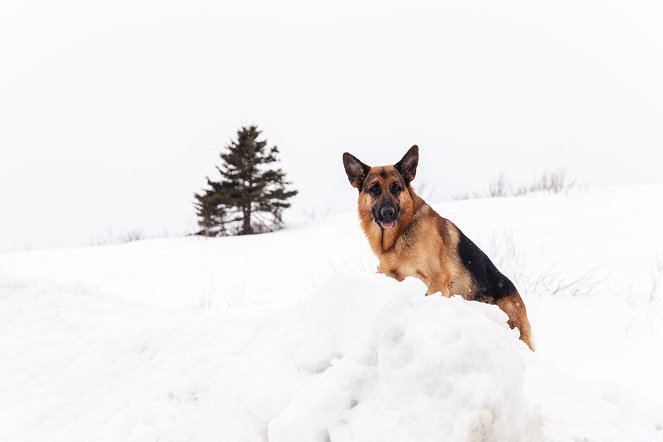 Hudson & Rex - Schnee von gestern - Filmfotos - Hund Diesel vom Burgimwald