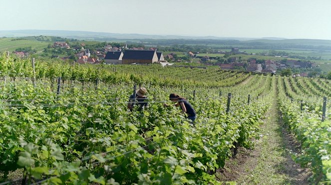 Milovníci vína - Champagne - De la película