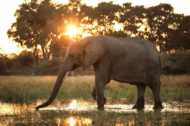 The Flood: Africa’s Okavango - Filmfotos