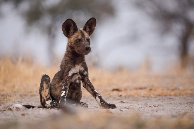 The Flood: Africa’s Okavango - Z filmu