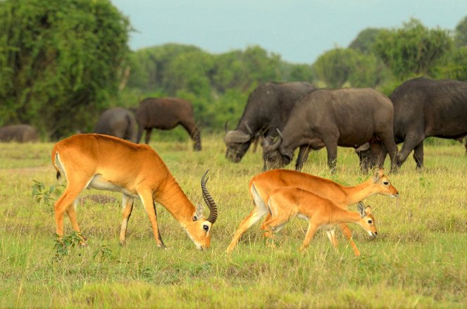 Wild Uganda: Perils of Paradise - De la película