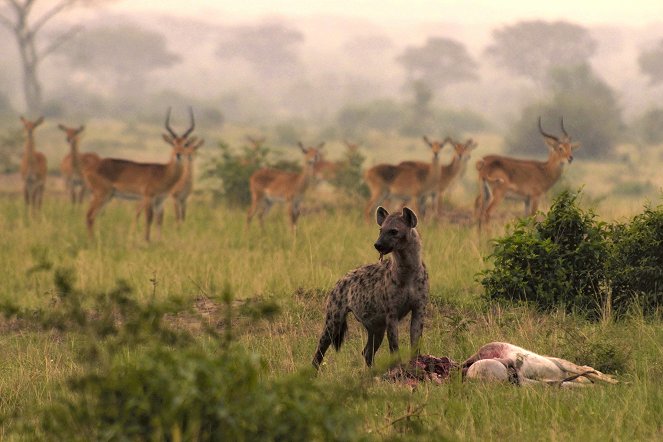 Wild Uganda: Perils of Paradise - Van film