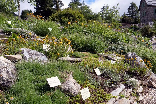 Jardins d'ici et d'ailleurs - Jardin alpin du Lautaret - De la película